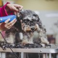 Hamsterfutter im Detail: Die besten Futtermischungen und heimische Futtermöglichkeiten