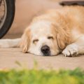Gesundheitsförderung durch Bewegung: Positive Effekte für Hund und Mensch
