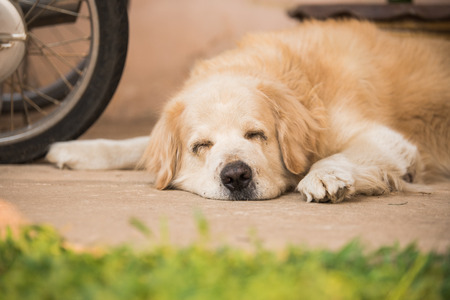 Gesundheitsförderung durch Bewegung: Positive Effekte für Hund und Mensch