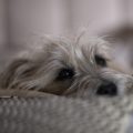 Die Auswirkungen von industriellem Hundefutter auf die Gesundheit deines Hundes