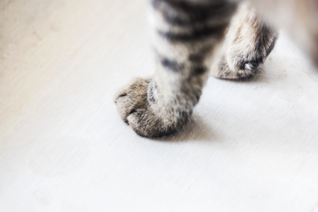 Wie unterscheiden sich Impfpläne für Katzen und Hunde? Ein genauer Blick auf Impfempfehlungen