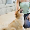 Allergien beim Hund: Ursachen, Symptome und Behandlungsmöglichkeiten