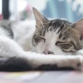 Wiederbelebungstechniken (CPR) für Hunde und Katzen: Anleitung und Besonderheiten