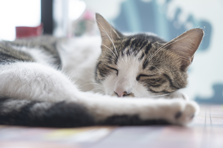 Wiederbelebungstechniken (CPR) für Hunde und Katzen: Anleitung und Besonderheiten