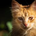 Traditionelle europäische Heilmethoden in der Behandlung von Hunden und Katzen