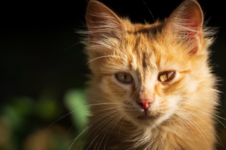 Traditionelle europäische Heilmethoden in der Behandlung von Hunden und Katzen