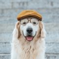 Verantwortungsvolle Hundezucht vs. Adoption: Ethische Überlegungen für Tierfreunde