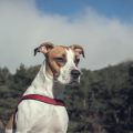 Warum verantwortungsvolle Tieradoption mehr als nur gute Absichten erfordert