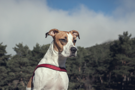 Warum verantwortungsvolle Tieradoption mehr als nur gute Absichten erfordert