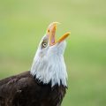 Vogelhaltung und Allergien: Worauf deutsche Haushalte achten sollten