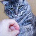 Die richtige Katzentoilette: Auswahl, Größe und Standort