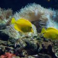 Nitrit- und Nitratwerte im Aquarium: Ursachen, Auswirkungen und effektives Management