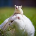 Ausbruchssichere Gehege für Hamster: Planung und Umsetzung