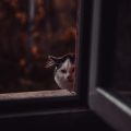 Beschäftigung für junge Katzen: Energie abbauen und Erziehung verbinden