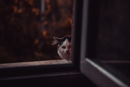 Beschäftigung für junge Katzen: Energie abbauen und Erziehung verbinden