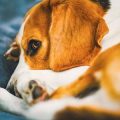 Leinenführigkeit trainieren: Tipps und Tricks für deutsche Hundebesitzer