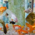 Automatische Fütterungssysteme im Aquarium: Möglichkeiten und Grenzen