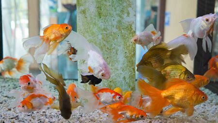 Automatische Fütterungssysteme im Aquarium: Möglichkeiten und Grenzen
