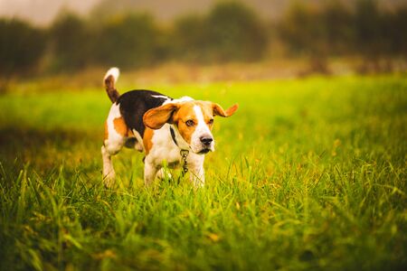 Sicher unterwegs mit dem Hund: Die Auswahl der richtigen Hundeleine für Stadt und Land