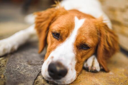 Große Tierschutzorganisationen Deutschlands im Porträt: Aufgaben, Erfolge und Herausforderungen