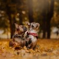 Die Grundlagen der Hundeernährung: Was braucht ein Hund wirklich?
