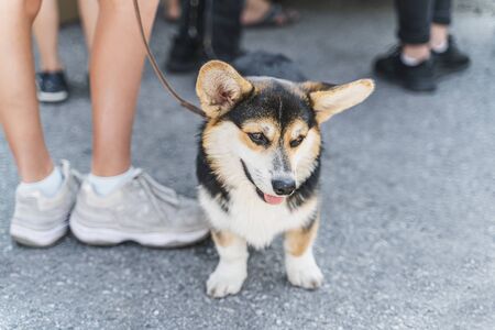 Die besten Hundehalsbänder und ihre Besonderheiten: Materialien, Designs und deutsche Marken im Vergleich