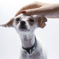 Die besten Gassirouten in deutschen Städten: Entdecke neue Wege mit deinem Hund