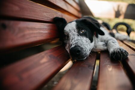 Tierheime in Deutschland: Auswahl, Abläufe und Unterstützung bei der Adoption