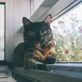 Körpersprache der Katze: Die wichtigsten Signale richtig deuten
