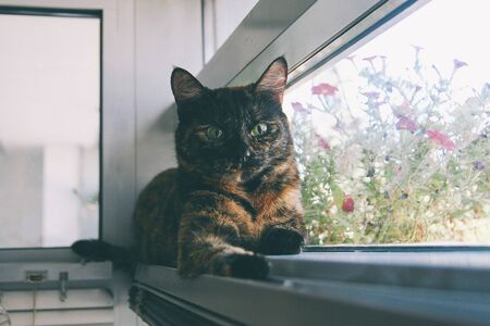 Körpersprache der Katze: Die wichtigsten Signale richtig deuten