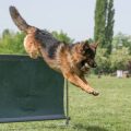 10 kreative Beschäftigungsideen für Wohnungskatzen: So bleibt Ihre Katze fit und glücklich