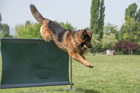 10 kreative Beschäftigungsideen für Wohnungskatzen: So bleibt Ihre Katze fit und glücklich