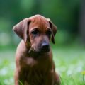Wie wähle ich das passende Hundebett? Tipps für Komfort, Materialien und deutsche Herstellermarken