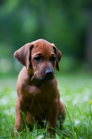 Wie wähle ich das passende Hundebett? Tipps für Komfort, Materialien und deutsche Herstellermarken