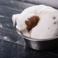 Urban Gardening und Kaninchengehege: Grünflächen optimal nutzen