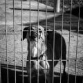 Vorsorgeuntersuchungen für Heimtiere und Kleintiere: Unterschiede und Empfehlungen