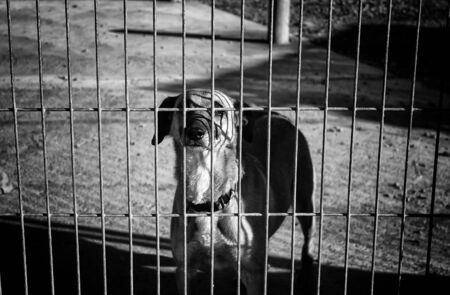 Vorsorgeuntersuchungen für Heimtiere und Kleintiere: Unterschiede und Empfehlungen
