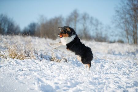 Katzen beschäftigen im Winter: Indoor-Spiele gegen Langeweile