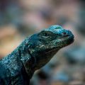 Genehmigungspflichtige Reptilienarten: Anforderungen und Verfahren nach deutschem Recht