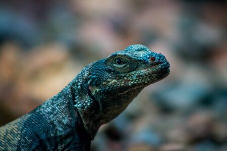 Genehmigungspflichtige Reptilienarten: Anforderungen und Verfahren nach deutschem Recht