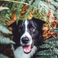 Erfolg und Kritik: Wie transparent arbeiten Tierschutzorganisationen?