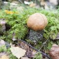 Lüftung und Luftzirkulation im Terrarium: Vermeidung von Schimmel und stickiger Luft