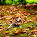 Hundekrankheiten durch Zecken: Prävention, Erkennung und Behandlung