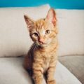 Futterumstellung bei Katzen: Schritt-für-Schritt-Anleitung und Tipps für einen reibungslosen Ablauf