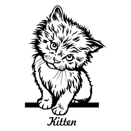 Augen und Blickkontakt – Was verraten dir Katzenaugen?
