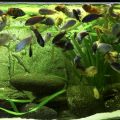 Technische Ausstattung: Was braucht ein Süßwasseraquarium, was ein Meerwasseraquarium?
