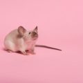 Gestaltung eines sicheren Geheges für Meerschweinchen im Innen- und Außenbereich