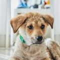 Erste Hilfe beim Hund: Was tun im Notfall?