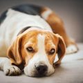 Tierschutzvereine vorstellen: Wege zur Adoption in verschiedenen Bundesländern