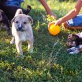 Die harmonische Integration von Haustieren in den Familienalltag: Tipps und Erfahrungen